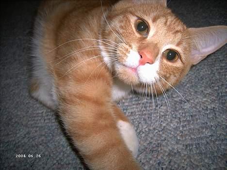 Blanding af racer Garfield - Hvis jeg nu ligger mig rigtig tæt på kameraet må den da få øje på mig ??? billede 2