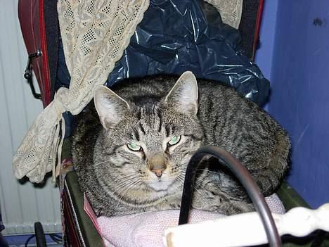 Blanding af racer Tiger - god dukkevogn billede 5