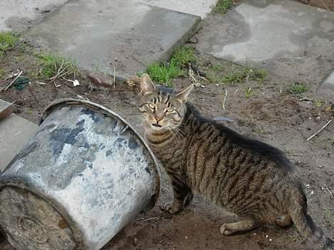Blanding af racer Tiger - kan man ikke være i fred? billede 6