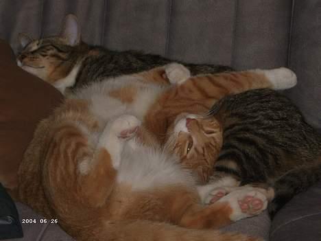 Blanding af racer Garfield - Min søster og jeg elsker at ligge i ske, og jeg ligger ALTID på nogen sjove måder ! billede 3