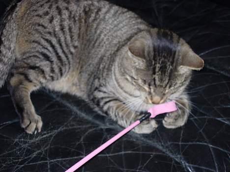 Blanding af racer Tiger - Så fik jeg dig!  billede 9