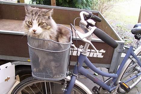 Maine Coon Kasper  -Død- - ej her gider jeg da ikk sidde? billede 16