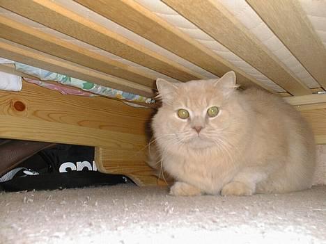 British Shorthair Bamse *død* - Bamse gemmer sig under sengen billede 1