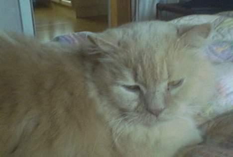 British Shorthair Bamse *død* - Bamme billede 2