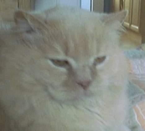 British Shorthair Bamse *død* - det er så skønt med så meget ommærksomhed billede 3