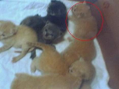 British Shorthair Bamse *død* - Den lille killing med den røde ring, er Bamse billede 4