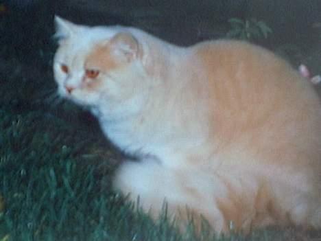 British Shorthair Bamse *død* - Dette er Bamses første dag ude! billede 5