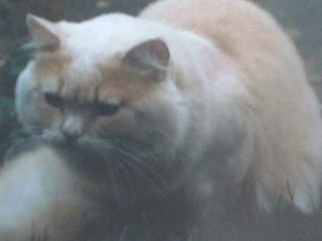 British Shorthair Bamse *død* - Bamse på jagt billede 6