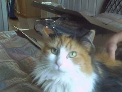 Blanding af racer Frida  - Frida<33 billede 2