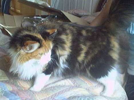 Blanding af racer Frida  - Frida ligger i mors og fars seng billede 3