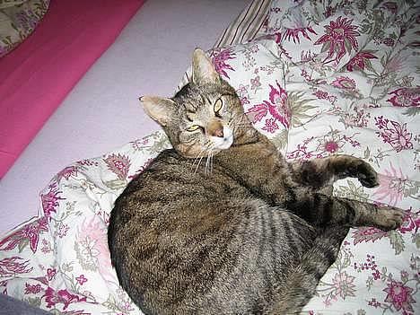 Blanding af racer Oscar *død* billede 1