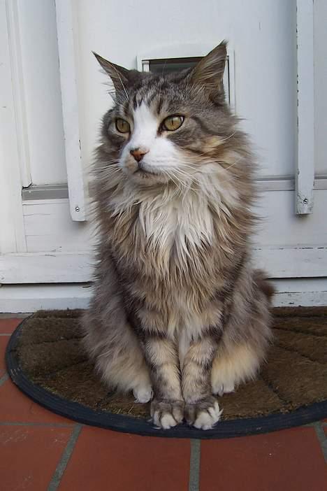 Maine Coon Kasper  -Død- - Er jeg ikke fin? billede 17