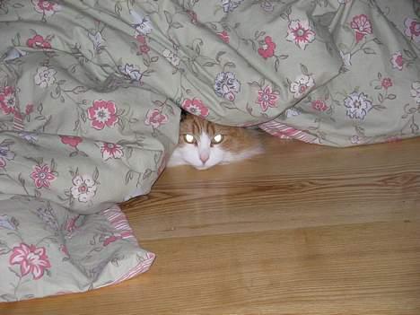 Blanding af racer Frida  - Arh... her neden under louises dyne er her dejligt varmt billede 4