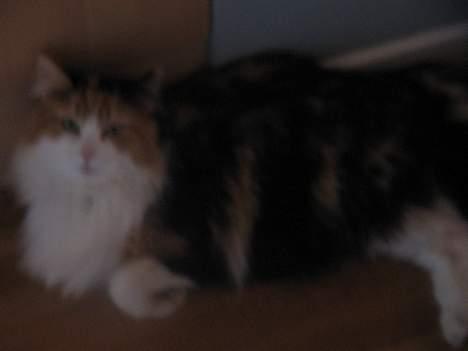 Blanding af racer Frida  billede 5