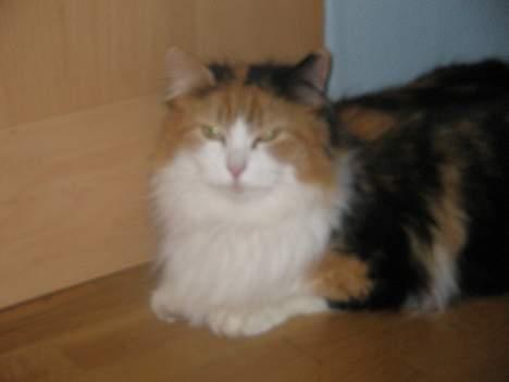 Blanding af racer Frida  - Frida ude i gangen billede 6