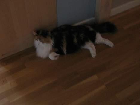 Blanding af racer Frida  billede 7