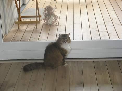 Blanding af racer Sisse *død* - Ja, så sidder jeg og venter  billede 2