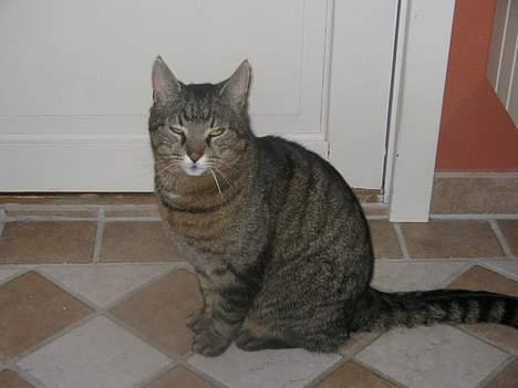 Blanding af racer Oscar *død* - Oscar ude på badeværelset billede 3