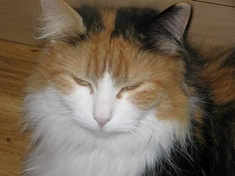 Blanding af racer Frida  billede 8