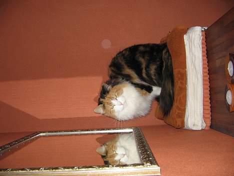 Blanding af racer Frida  - Frida ude på badværelset billede 9