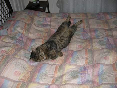 Blanding af racer Oscar *død* billede 4