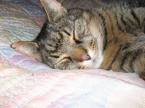 Blanding af racer Oscar *død* - Oscar billede 5