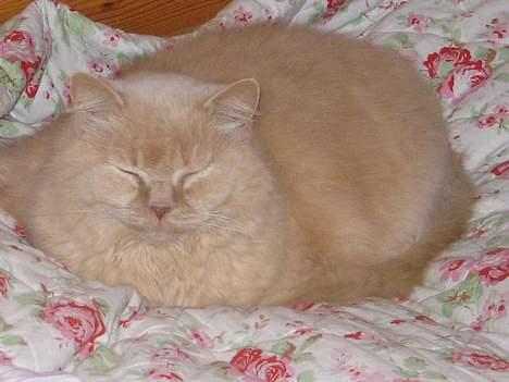 British Shorthair Bamse *død* - Livet er hårdt og man skal forkæle sig selv en gang imellem billede 7