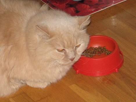 British Shorthair Bamse *død* - Bamse er meget glad for mad, det kan man også se på hans størrelse  billede 8
