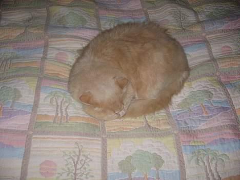 British Shorthair Bamse *død* - Bamse ligger på mors og fars seng billede 9