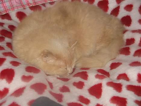 British Shorthair Bamse *død* - at sove oven på sengen er også godt :) billede 10