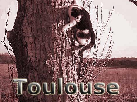 Blanding af racer Toulouse V.I.P - Her er så vores lillemis..:) billede 1