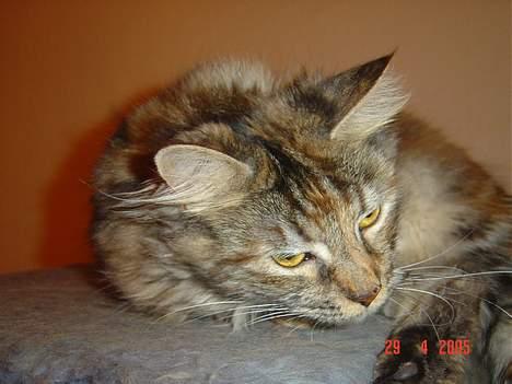 Maine Coon † Pocahontas † billede 15