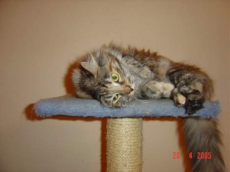 Maine Coon † Pocahontas † billede 16