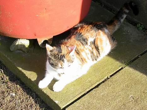 Huskat Freja (eller plumsen) - Aaarh.. Dejlig varme sol ;) billede 3