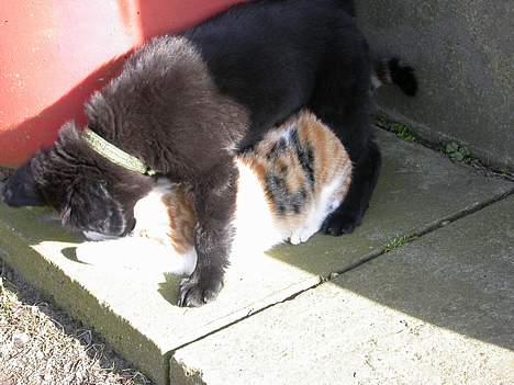 Huskat Freja (eller plumsen) - Uha! Der kom pludselig en hund! Det er Gadi som du kan se under billede galleri for hunde ;) billede 4