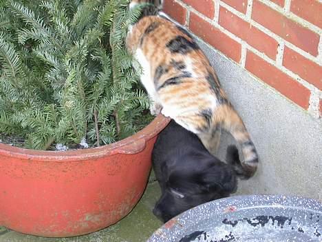 Huskat Freja (eller plumsen) - Så nu smutter jeg altså Gadi ;) billede 5