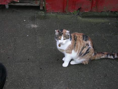 Huskat Freja (eller plumsen) - Hov nu kom Maja vist hjem igen. ;) billede 6