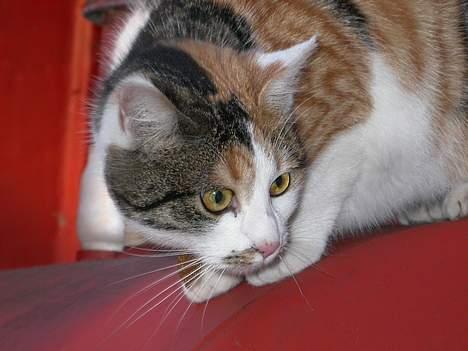 Huskat Freja (eller plumsen) - Uhhhh *gemmer mig* hihi gemmeleeeq ;´) billede 7