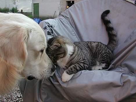 Blanding af racer Simba - Simba og Julius (min hund) har det hyggeligt. billede 1