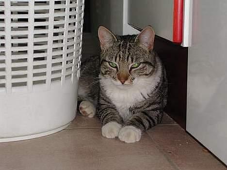 Blanding af racer Simba - Simba dovner henne ved vaskekurven. billede 2