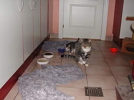 Blanding af racer Simba - Her sidder Simba og passer sin lillesøster afroditte. billede 3