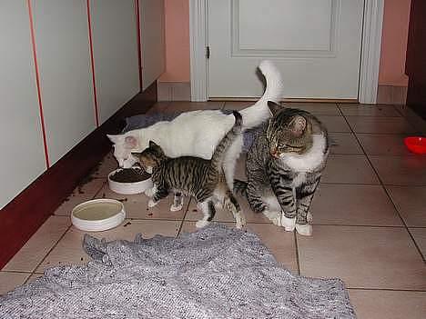 Blanding af racer Simba - Her sidder Simba og kigger på hans mor Mille (den hvide kat) og hans søster.  billede 4