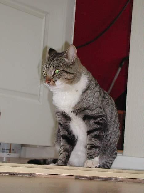 Blanding af racer Simba - Jeg ved egentlig ikke hvad Simba laver på det her billede. billede 5