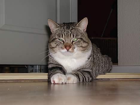 Blanding af racer Simba - Her ligger Simba og dovner igen. billede 6