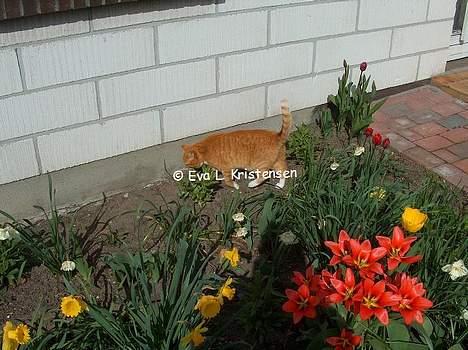 Blanding af racer Miv billede 9