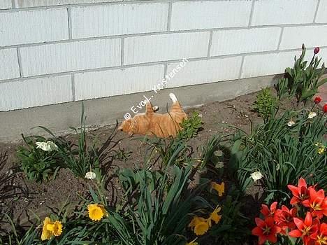 Blanding af racer Miv billede 10