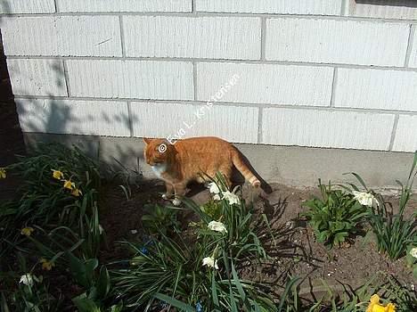 Blanding af racer Miv billede 11