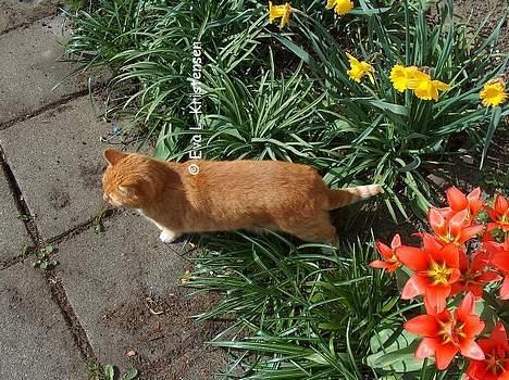 Blanding af racer Miv billede 12