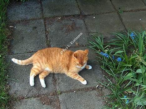 Blanding af racer Miv billede 13