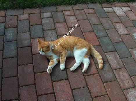 Blanding af racer Vimse *forsvundet* billede 13